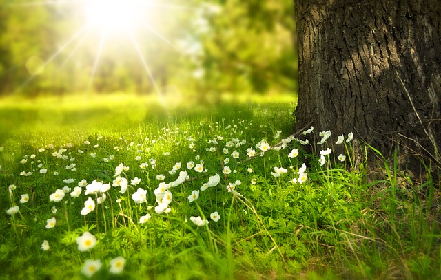 Tags: spring, tree, flowers Tags: spring, tree, flowers